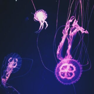 pink jellyfishes